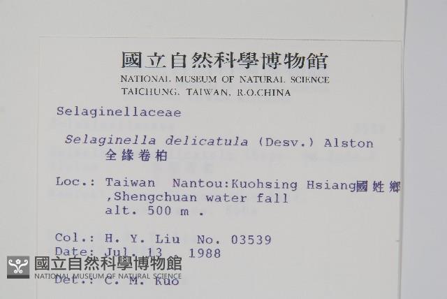 全緣卷柏藏品圖，第2張