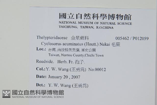 毛蕨藏品圖，第2張