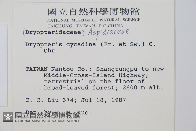 桫欏鱗毛蕨藏品圖，第2張
