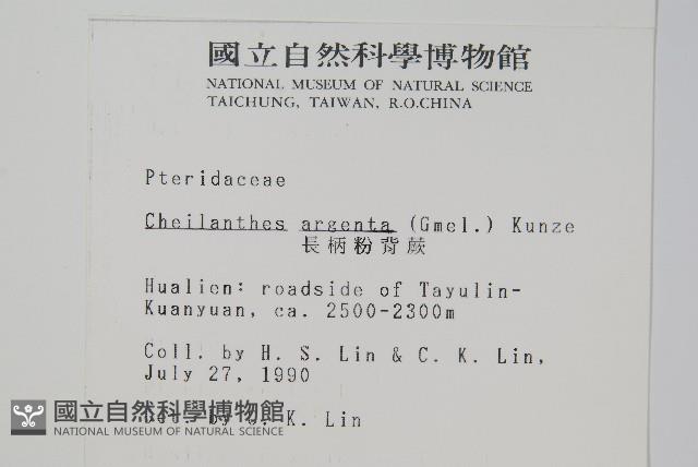 長柄粉背蕨藏品圖，第2張