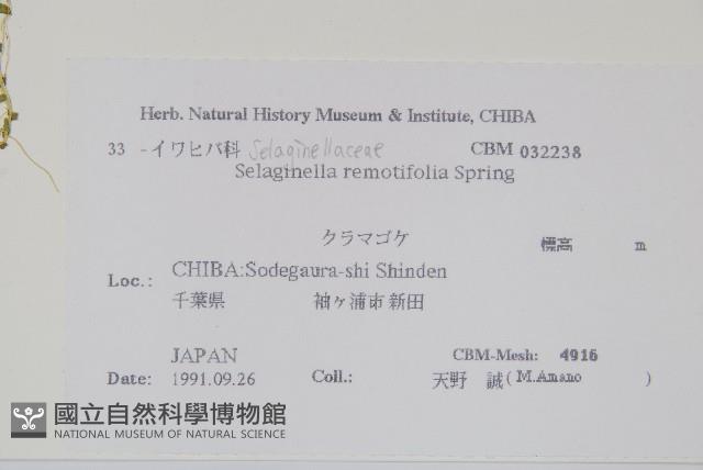 疏葉卷柏藏品圖，第2張