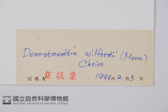溪洞碗蕨藏品圖，第2張