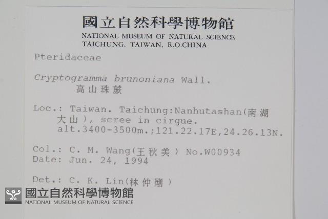 高山珠蕨藏品圖，第2張