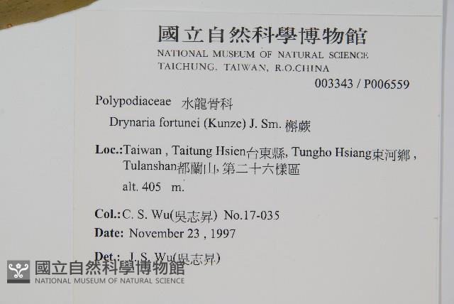 槲蕨藏品圖，第2張