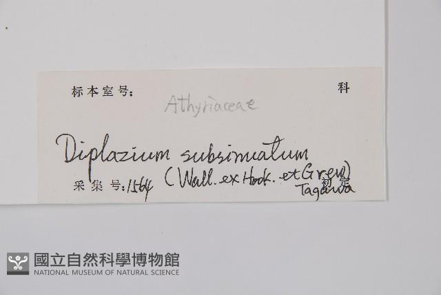 單葉雙蓋蕨藏品圖，第2張