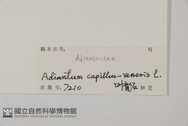 鐵線蕨藏品圖，第2張