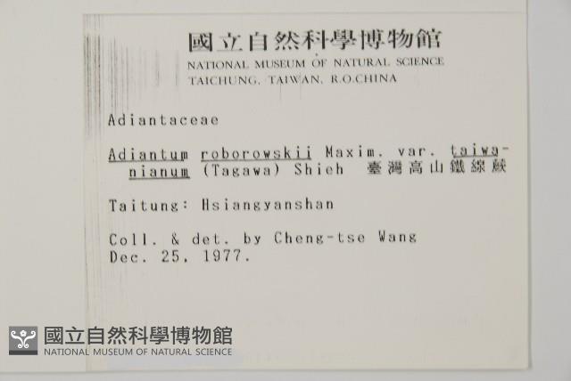 臺灣高山鐵線蕨藏品圖，第2張