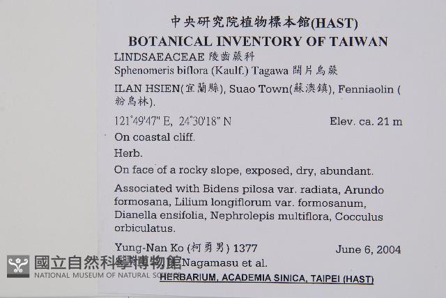 闊片烏蕨藏品圖，第2張