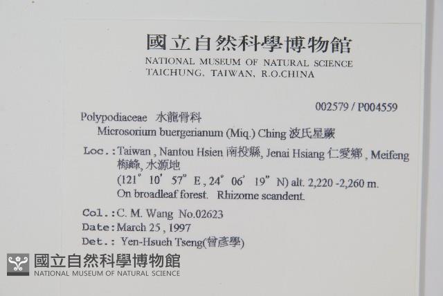 波氏星蕨藏品圖，第1張