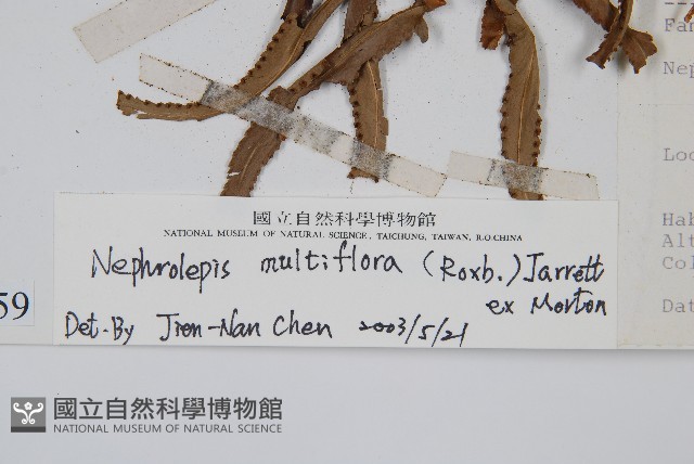 毛葉腎蕨藏品圖，第2張