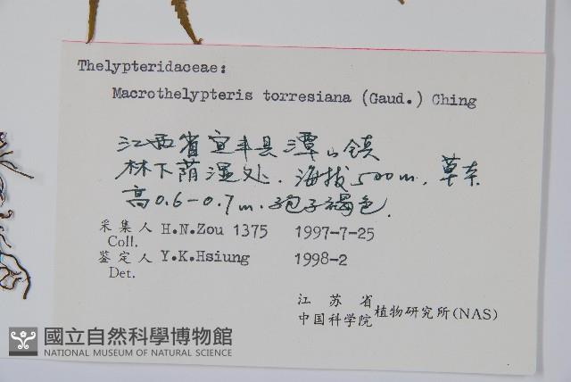 大金星蕨藏品圖，第2張