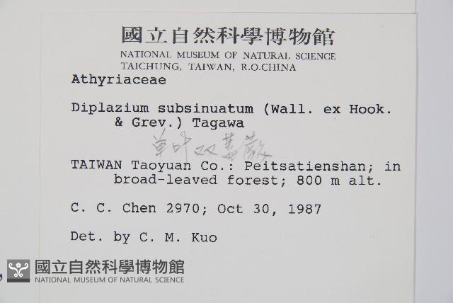 單葉雙蓋蕨藏品圖，第2張