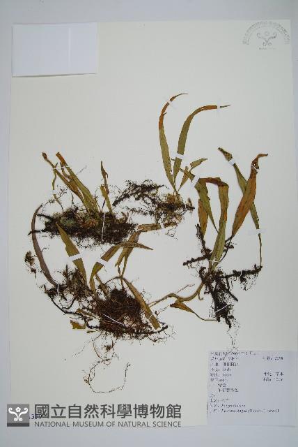 石葦藏品圖，第1張