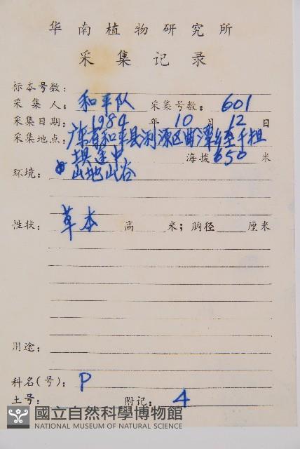 假蹄蓋蕨藏品圖，第2張