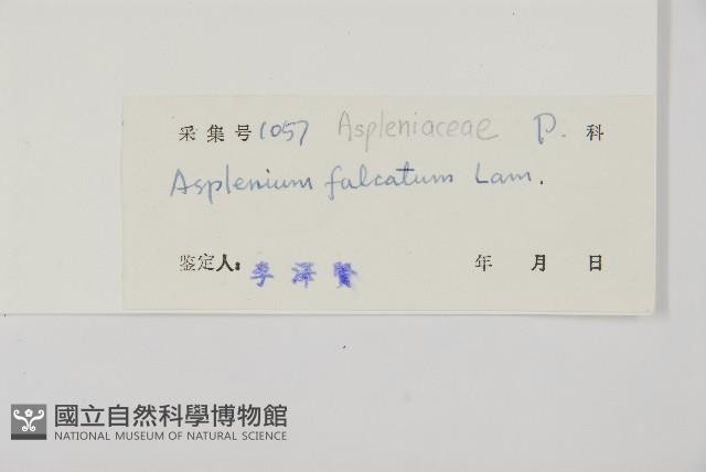 鐮葉鐵角蕨藏品圖，第2張