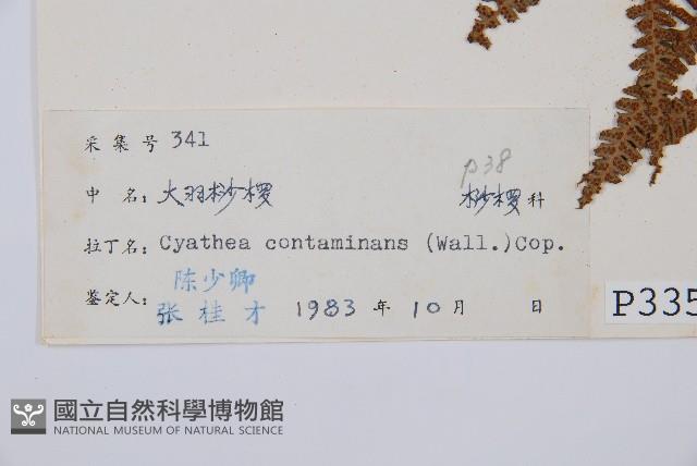 大羽桫欏藏品圖，第5張