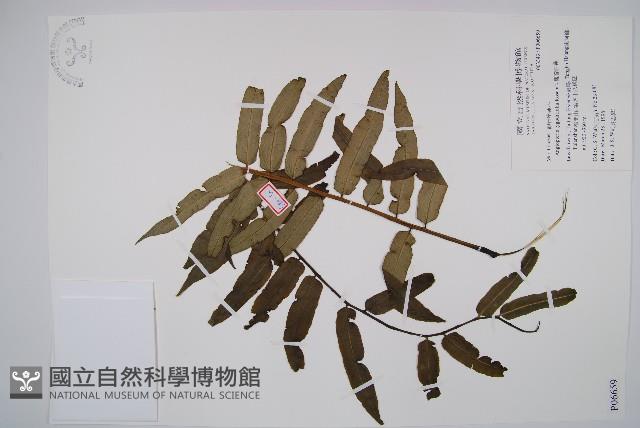 觀音座蓮藏品圖，第1張