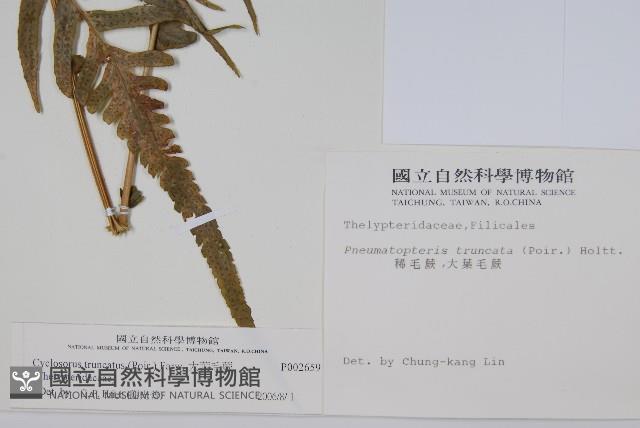 大葉毛蕨藏品圖，第2張