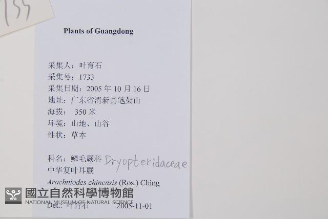 中華複葉耳蕨藏品圖，第2張