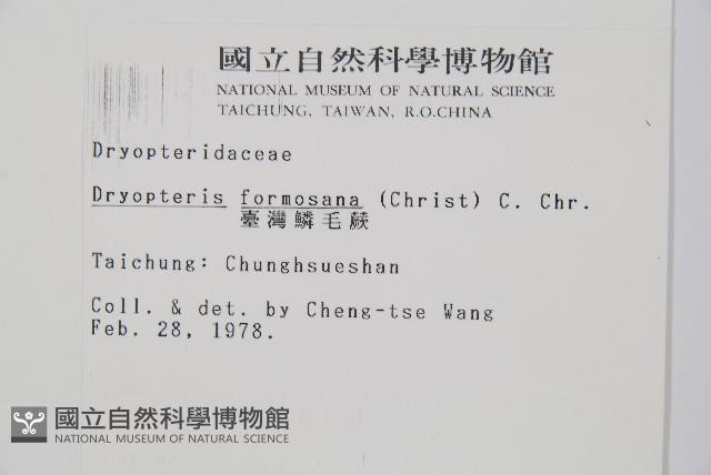 臺灣鱗毛蕨藏品圖，第2張