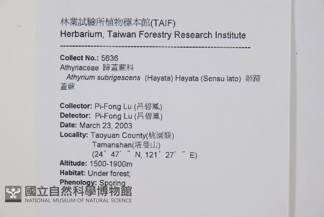 姬蹄蓋蕨藏品圖，第2張