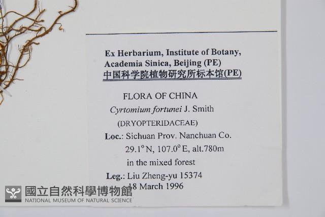 貫眾蕨藏品圖，第2張