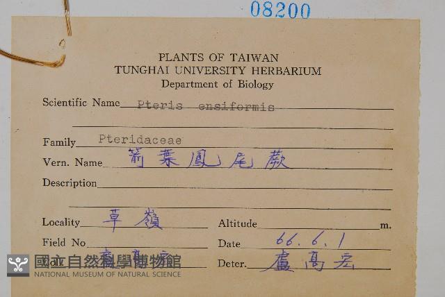 箭葉鳳尾蕨藏品圖，第2張