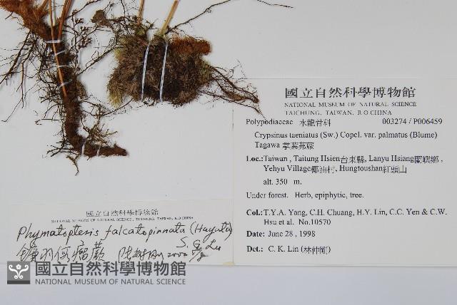 鐮羽假瘤蕨藏品圖，第2張