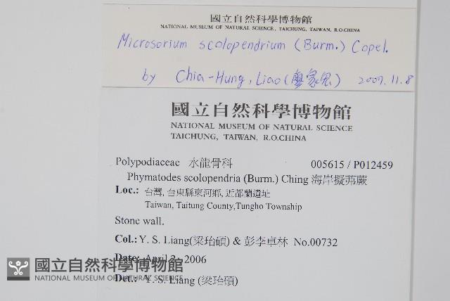 海岸星蕨藏品圖，第2張