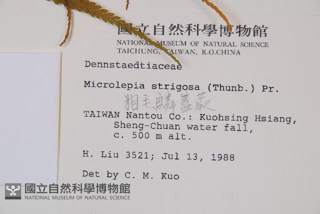 粗毛鱗蓋蕨藏品圖，第2張