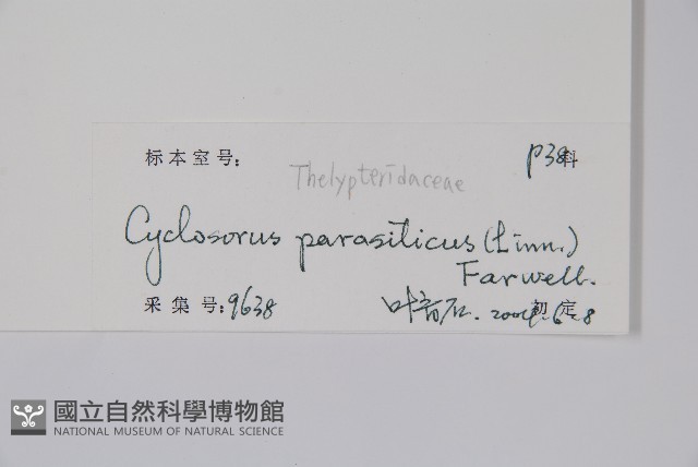 密毛毛蕨藏品圖，第2張