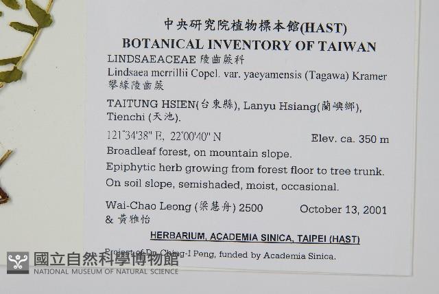 攀緣陵齒蕨、攀緣鱗始蕨藏品圖，第2張