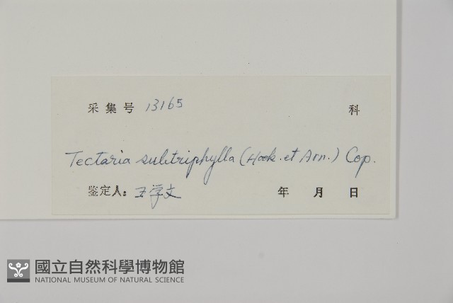 三叉蕨藏品圖，第5張