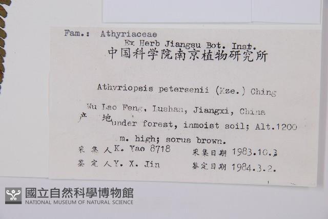 毛軸假蹄蓋蕨藏品圖，第5張