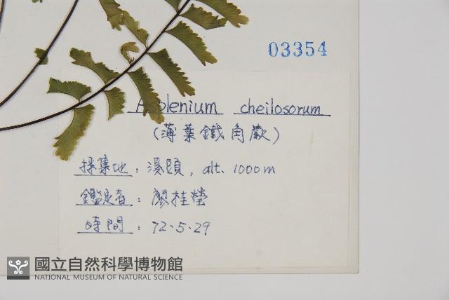 薄葉孔雀鐵角蕨、邊孢鐵角蕨藏品圖，第2張