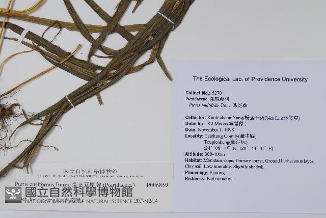 箭葉鳳尾蕨藏品圖，第2張