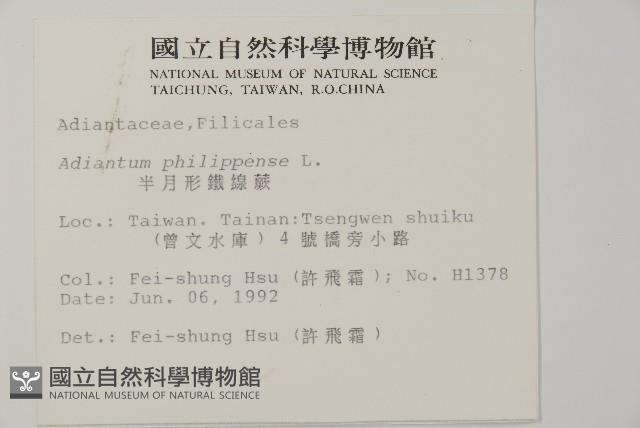 半月形鐵線蕨藏品圖，第2張