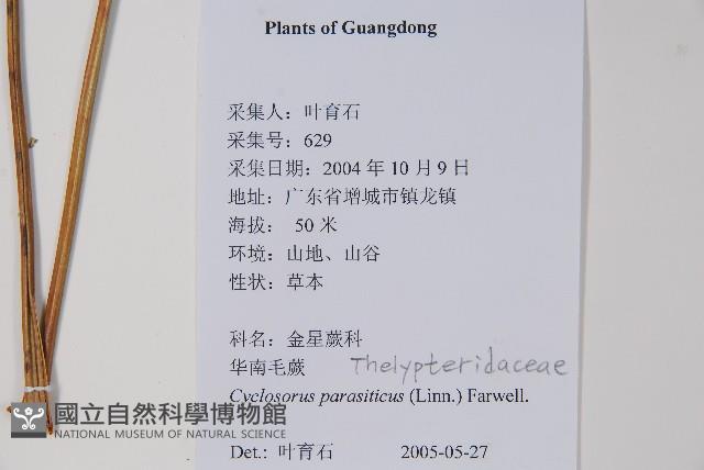 密毛毛蕨藏品圖，第2張