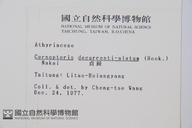 貞蕨藏品圖，第2張