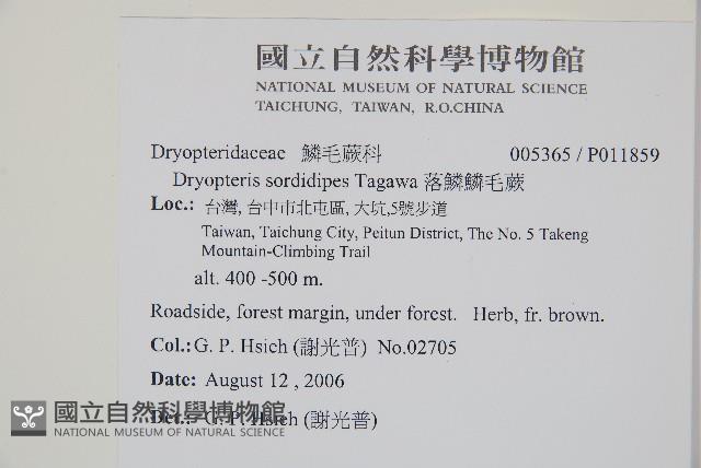 落鱗鱗毛蕨藏品圖，第2張