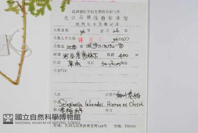 玉山卷柏藏品圖，第2張