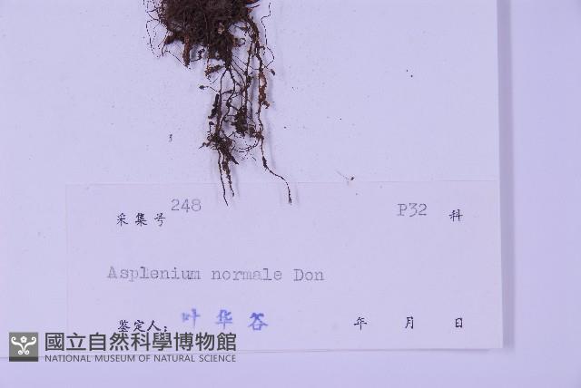 生芽鐵角蕨藏品圖，第2張