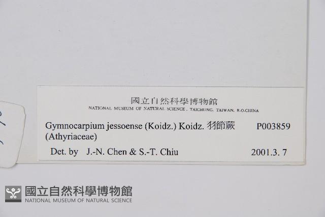 羽節蕨藏品圖，第2張