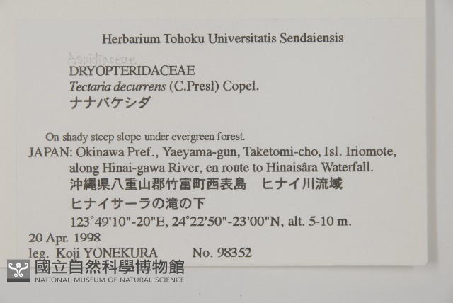 翅柄三叉蕨藏品圖，第2張
