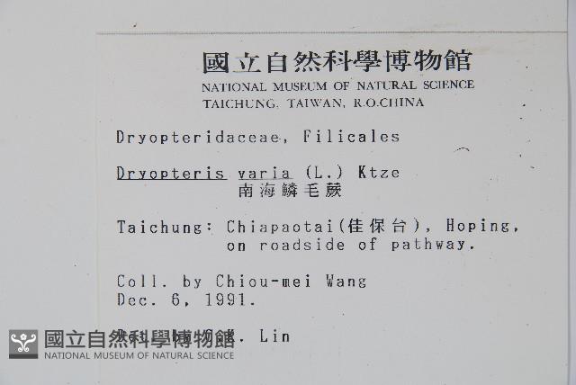 南海鱗毛蕨藏品圖，第2張