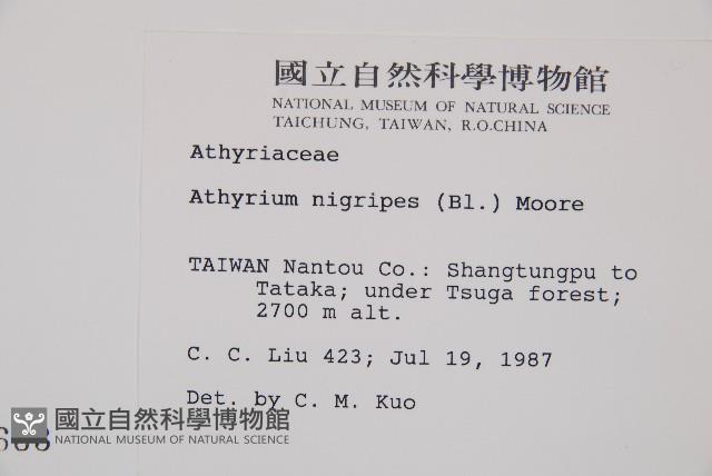 蓬萊蹄蓋蕨藏品圖，第2張