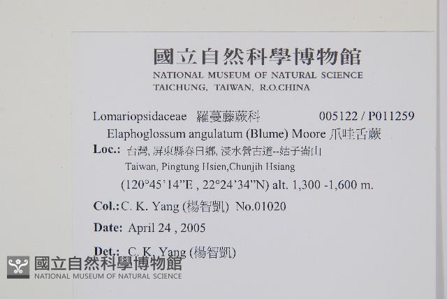 爪哇舌蕨藏品圖，第2張