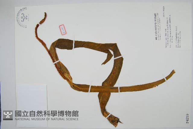 帶狀瓶爾小草藏品圖，第1張