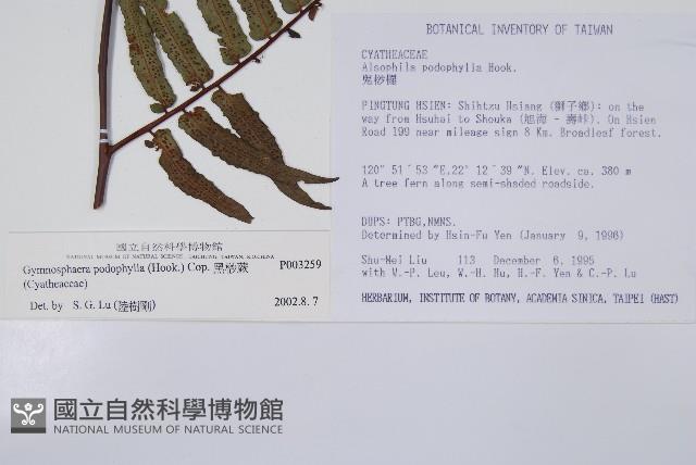 黑桫蕨藏品圖，第2張