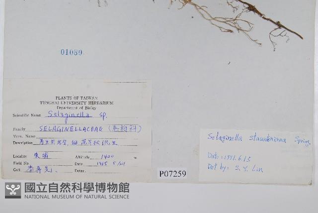 擬密葉卷柏藏品圖，第2張